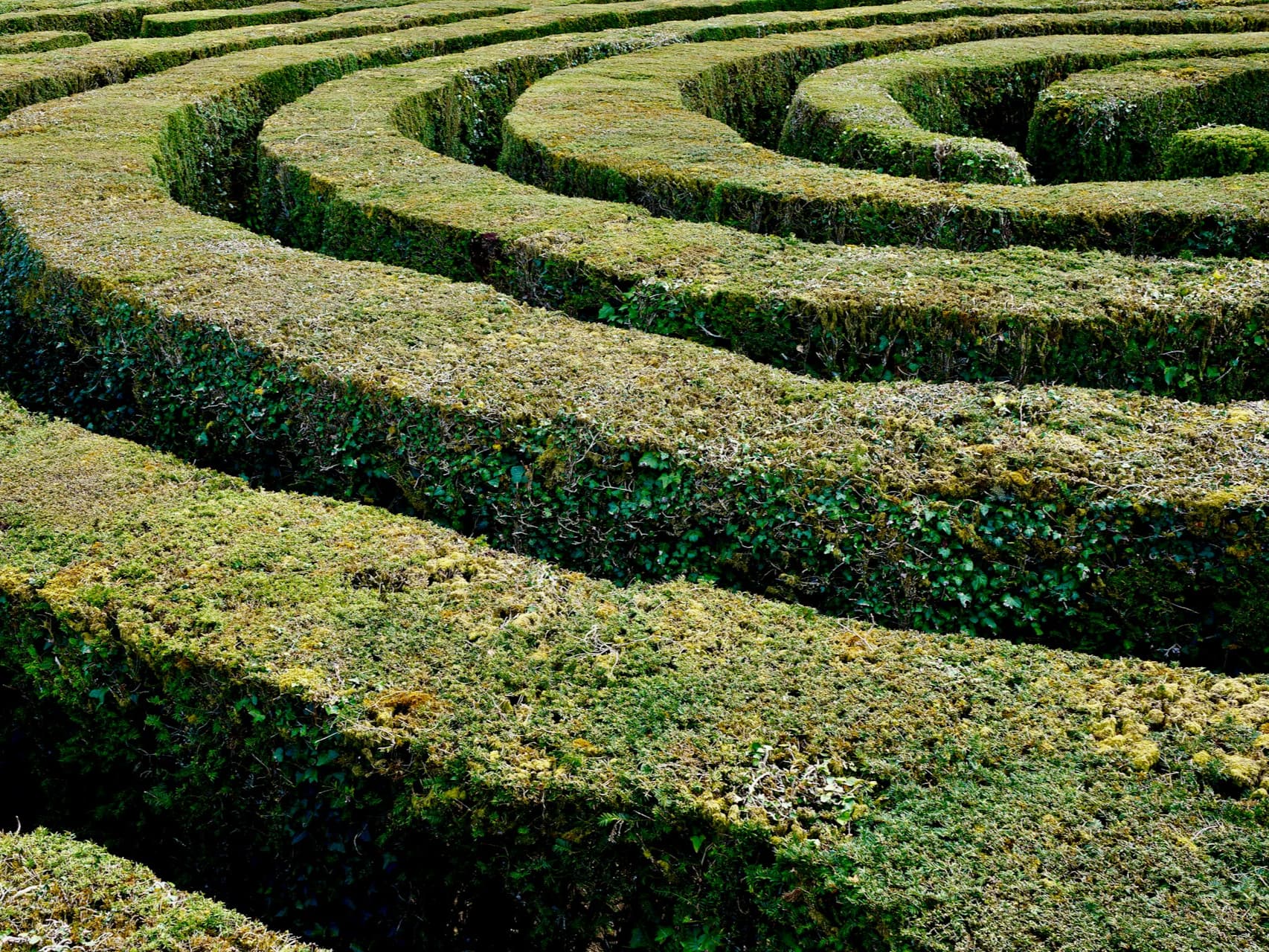 A a hedge maze